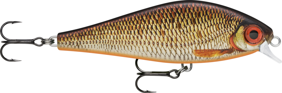 Live Redfin Shiner (RFSHL): bronze-gold scaling with orange fins, an orange belly and a large red eye