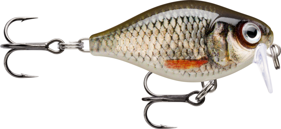 Live Roach (ROL): silver-olive roach scaling with an orange lateral flash and a red eye