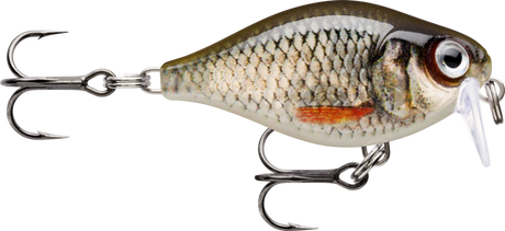 Live Roach (ROL): silver-olive roach scaling with an orange lateral flash and a red eye