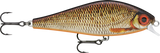 Live Redfin Shiner (RFSHL): bronze-gold scaling with orange fins, an orange belly and a large red eye