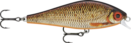 Live Redfin Shiner (RFSHL): bronze-gold scaling with orange fins, an orange belly and a large red eye