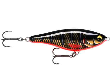 Dark Draugr (DDG): black body with gold scale print, white lateral flecks and a red belly